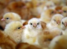 ��ЩС�����������������ĳɰܣ�