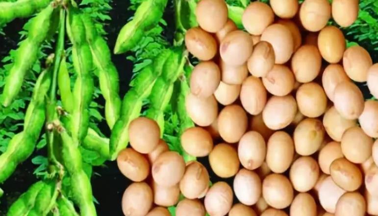 ΢������ʶԴ󶹷���������������Ӱ��