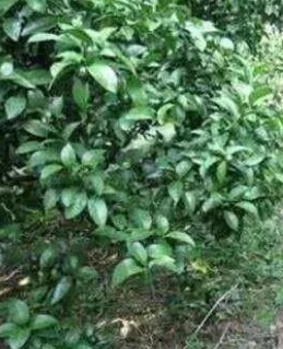 ��ǿ��������������԰������ι�������ã�