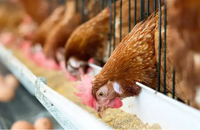 ����Ⱥ������ô���£�����ô�죿