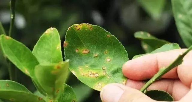 ���������ϸ��������ɶ����