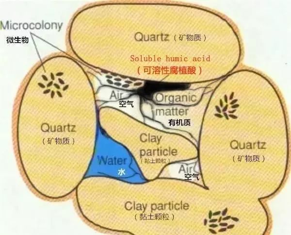 ��֮�����������Ը�ֲ��������ѪҺ��