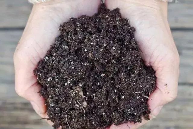 �ݲ�ѿ�߸˾�������