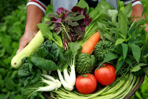 �л��߲���ֲ�������ѵ㣡�޷��˷�����Զ�ֲ����л��߲�