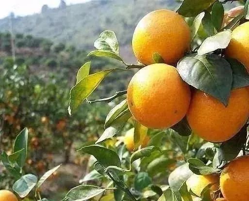 �豻��Ϊ���Ĵ�Ԫ�ط��ϣ������������ʸ߲����Ǵ���ա�������