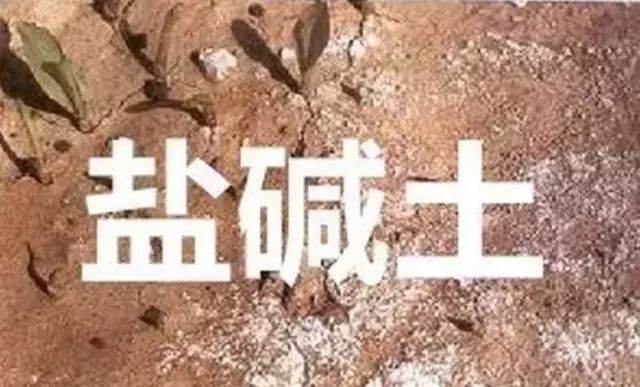μΣԼμĴʩ