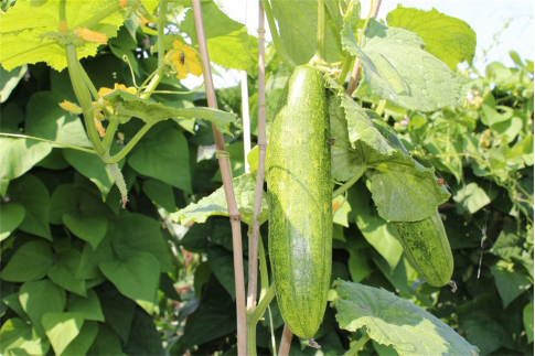 �л��ʸ������4�����湦Ч���öԲ�������