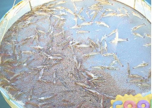 ��Ϻ��ֳ�ɹ���Խ��Խ�ͣ���ʲô���⣿