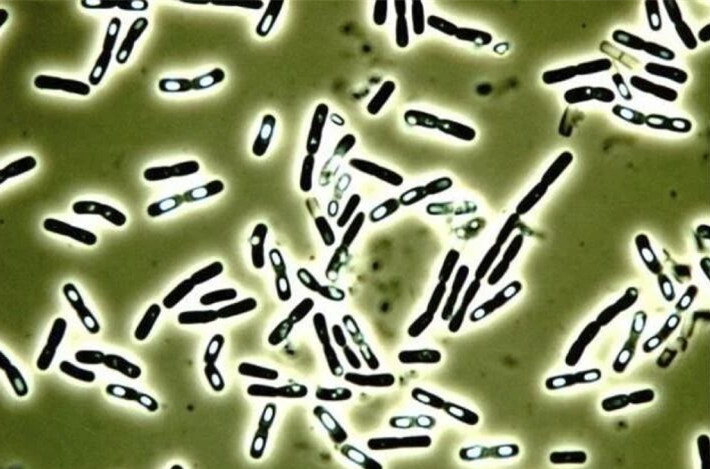 ˮ����ֳ���ʹ��ѿ�߸˾���