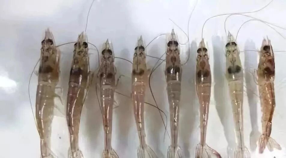 �������Ϻ�ĳ���?